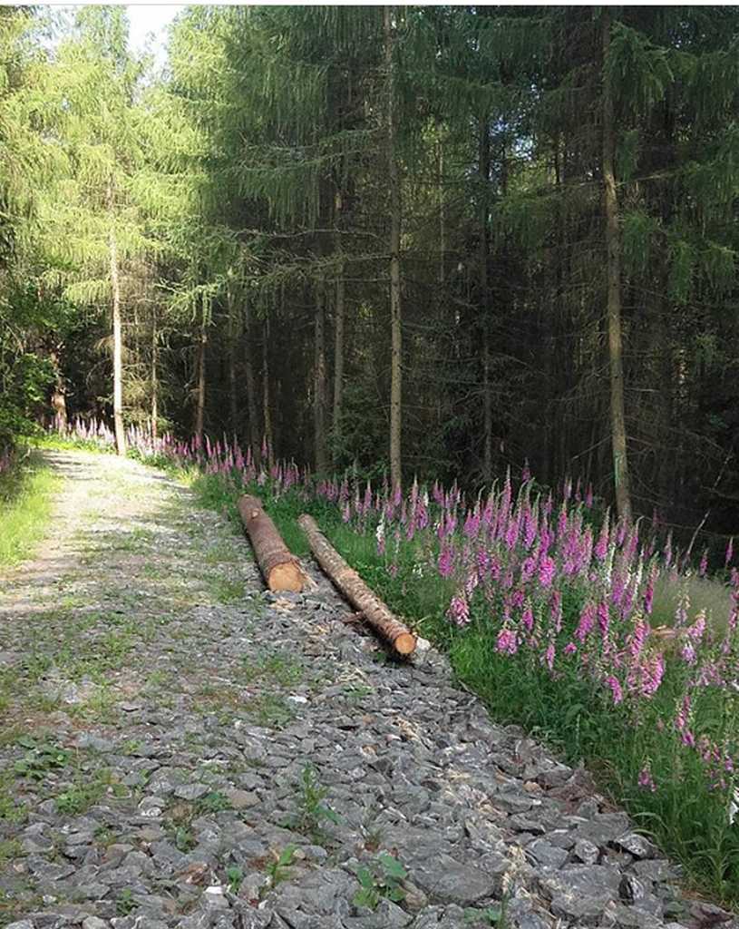 Waldweg