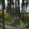 images/waldbaden/waldbaden-allgemein/Herbstwald_2.jpg