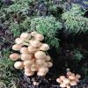 images/waldbaden/waldbaden-allgemein/Pilz_und_Moos_2.jpg