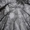 images/waldbaden/waldbaden-im-regen/Baumwipfel_Winter.jpg