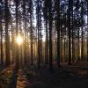 images/waldbaden/waldbaden-im-regen/Einsiedel_1.jpg