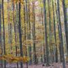 images/waldbaden/waldbaden-im-regen/Herbstwald_1.jpg
