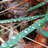 images/waldbaden/waldbaden-im-regen/Waldbaden_Regen_1.jpg